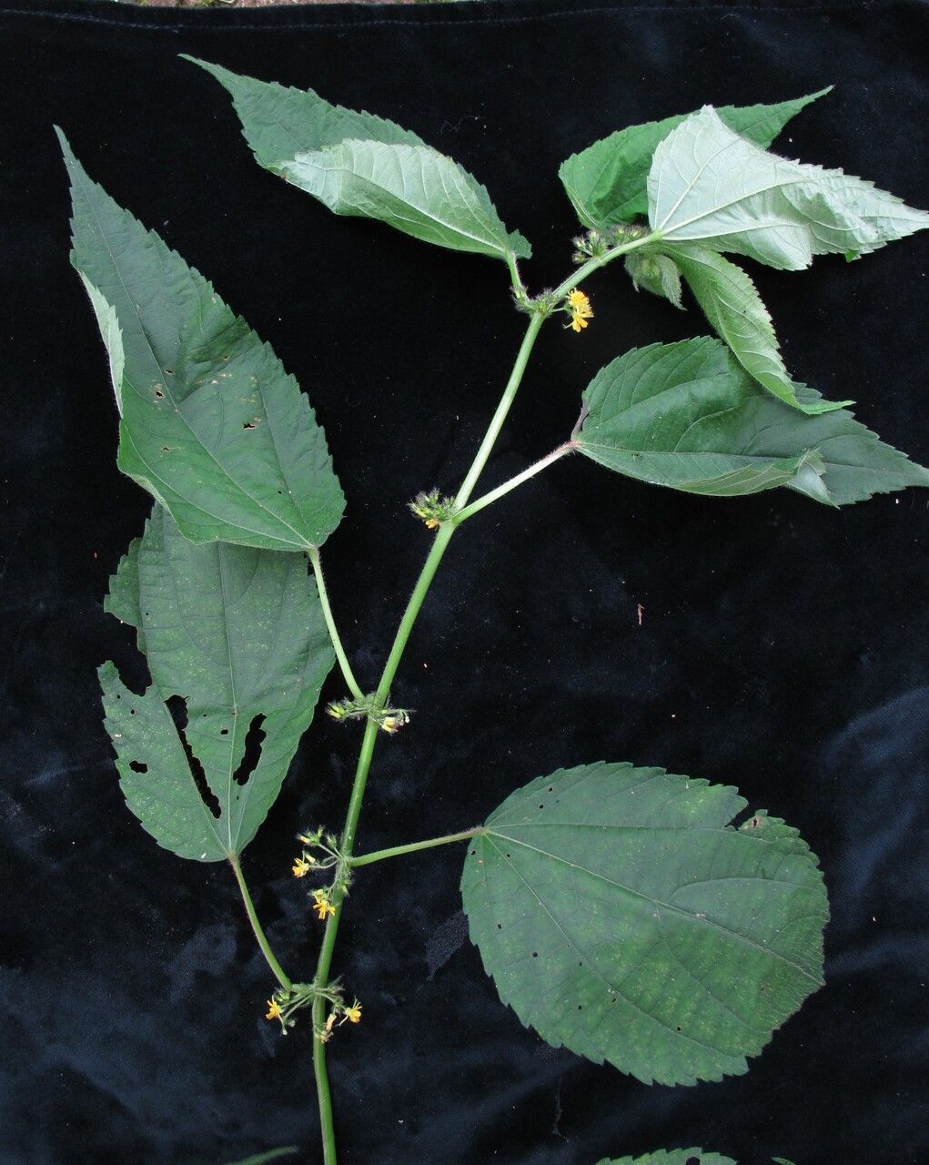 Triumfetta annua habit