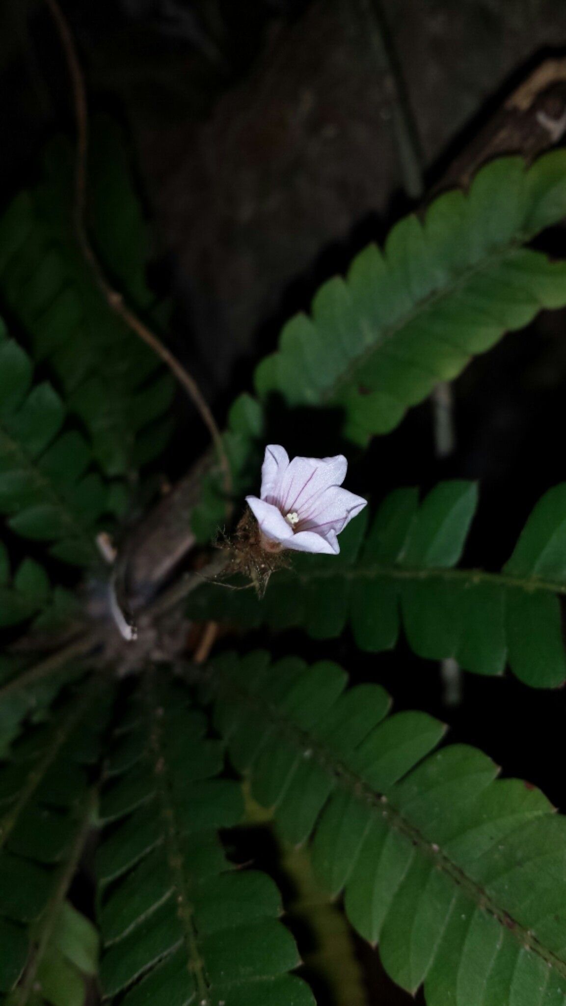 Biophytum albizzioides flower