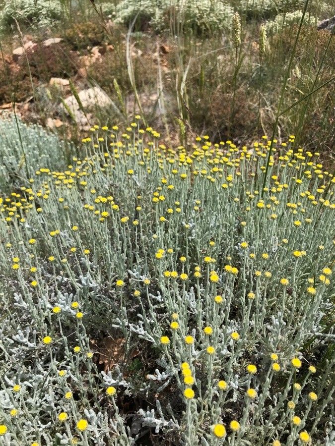 Santolina corsica flower