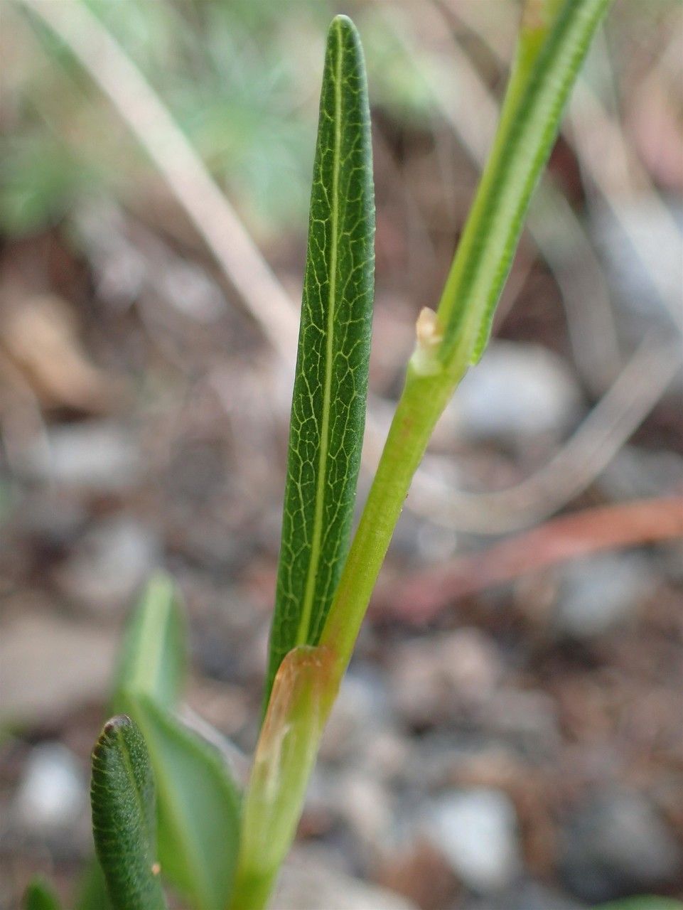 Persicaria vivipara leaf