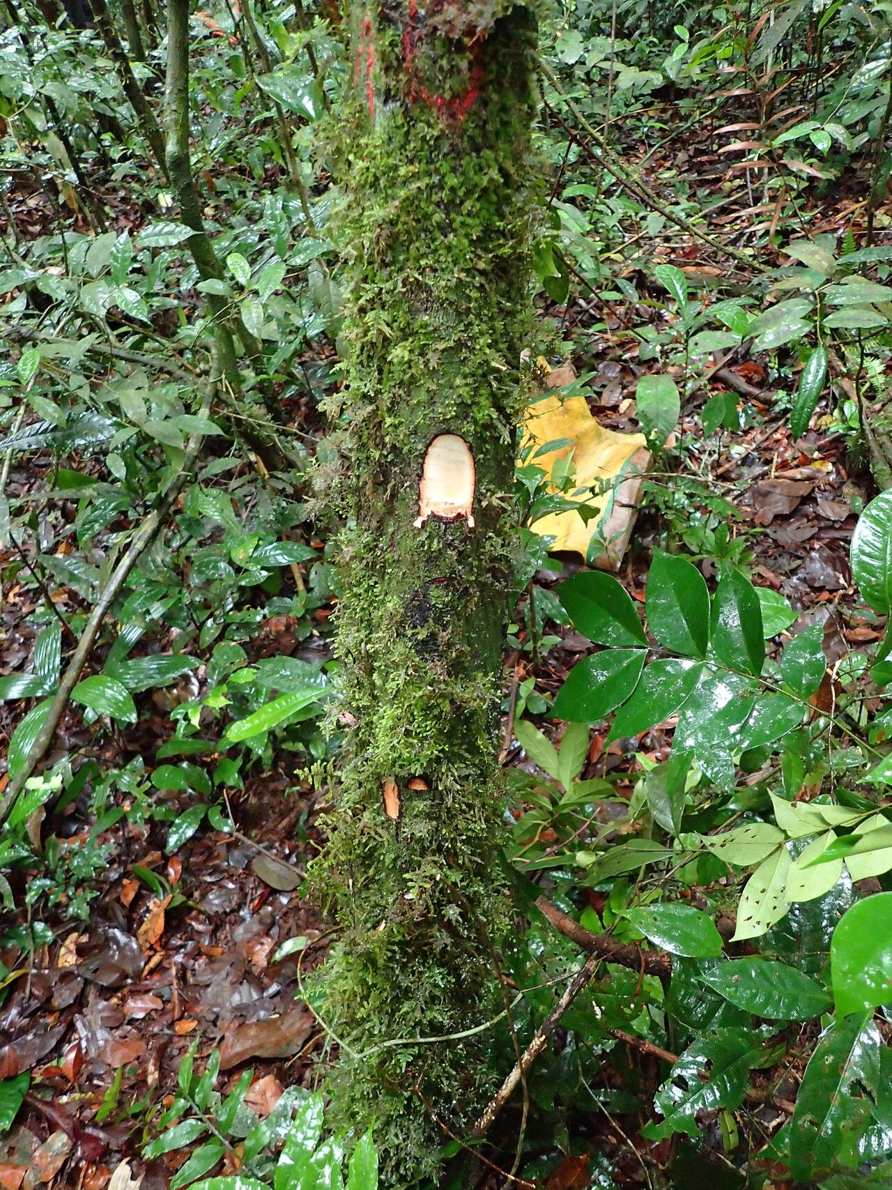 Diospyros melocarpa bark