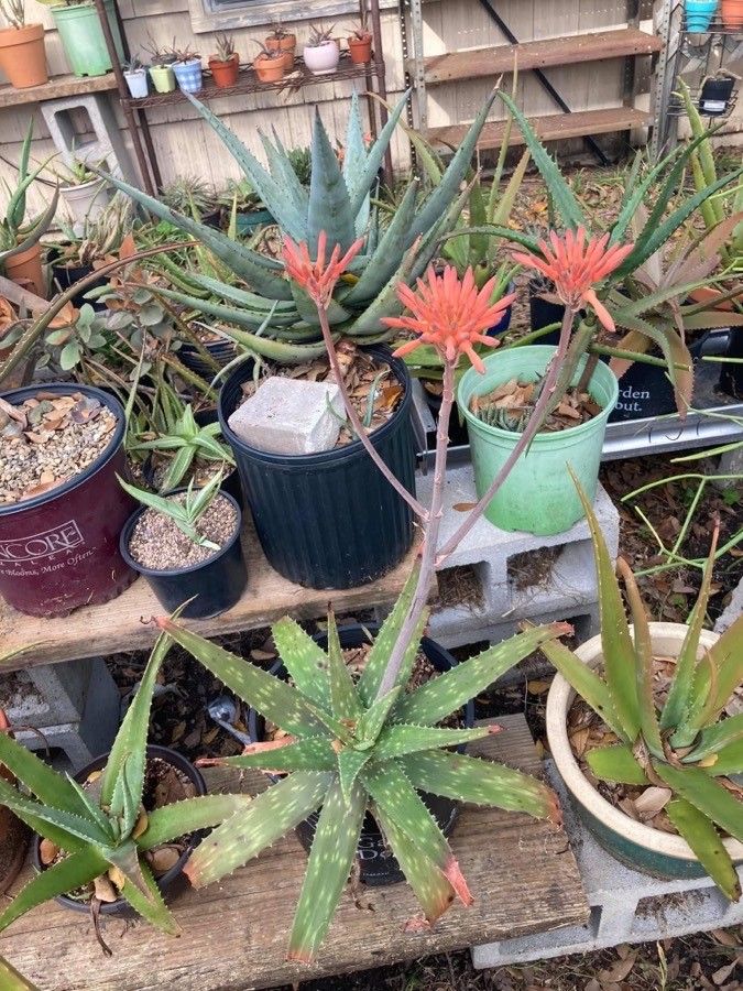 Aloe swynnertonii flower