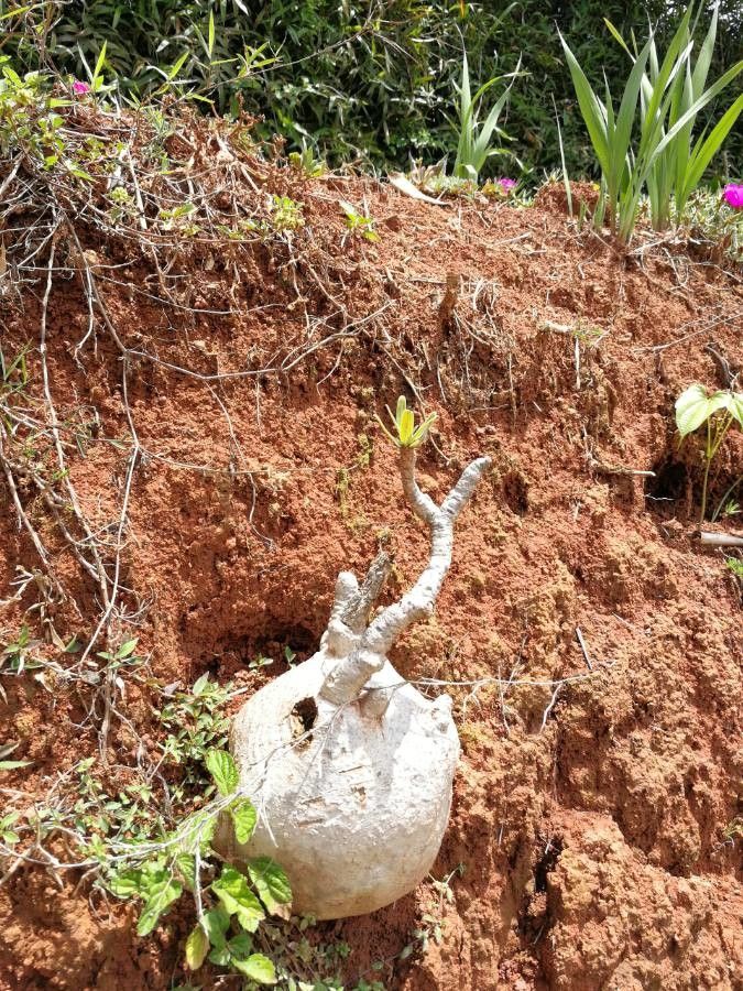 Pachypodium saundersii flower