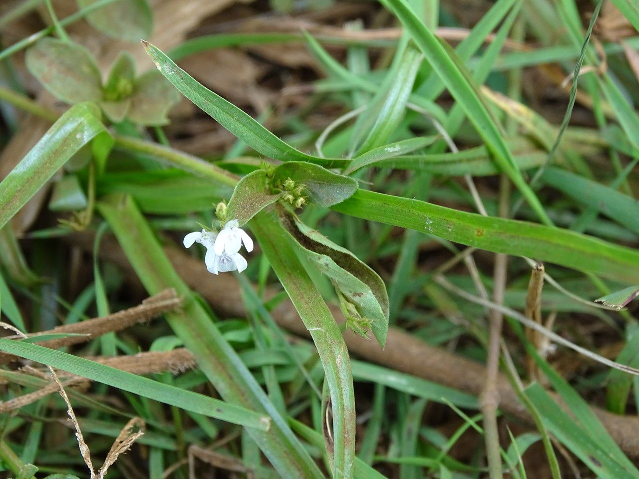 Justicia calyculata flower