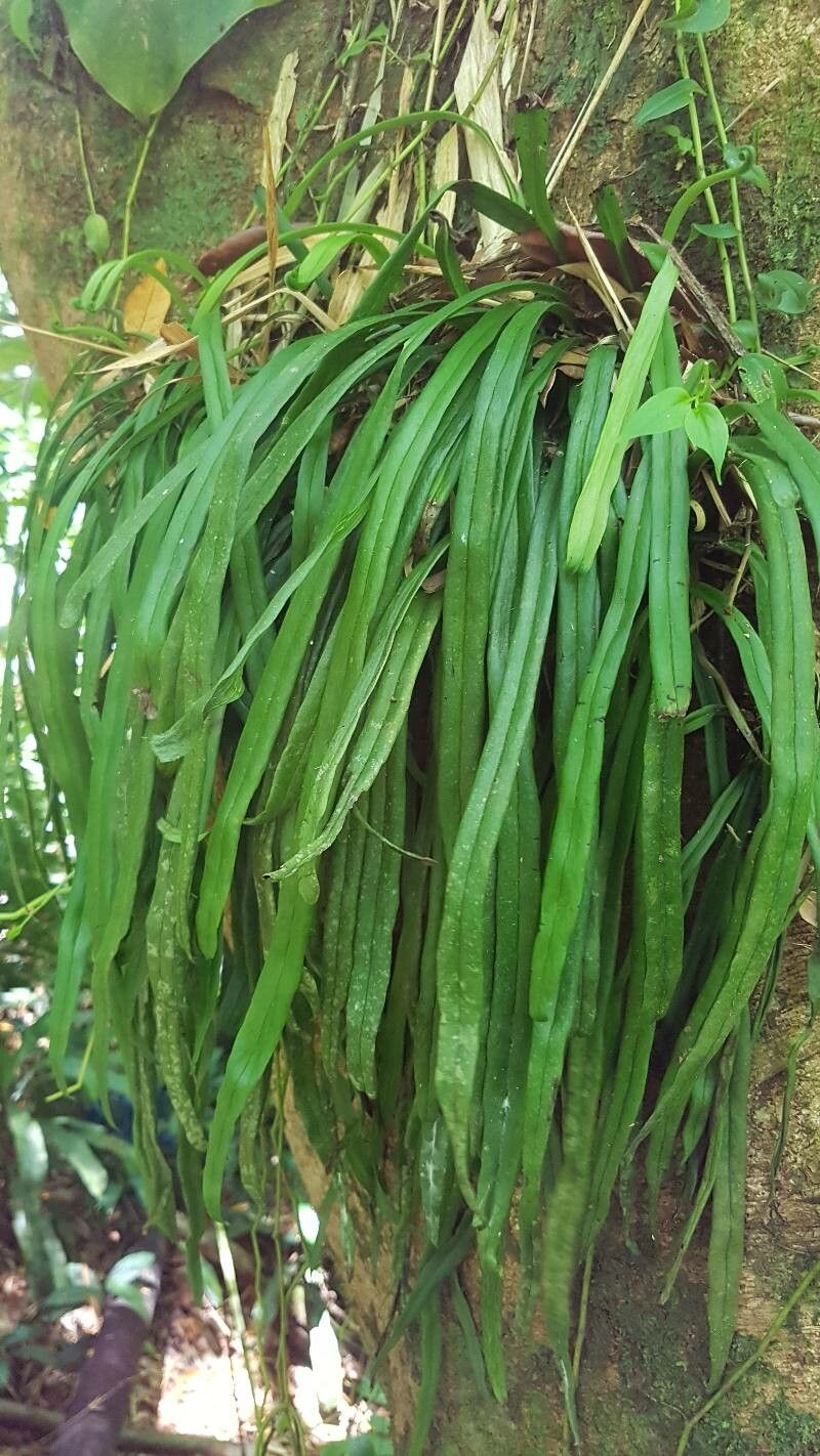 Polytaenium feei — related species from the same genus