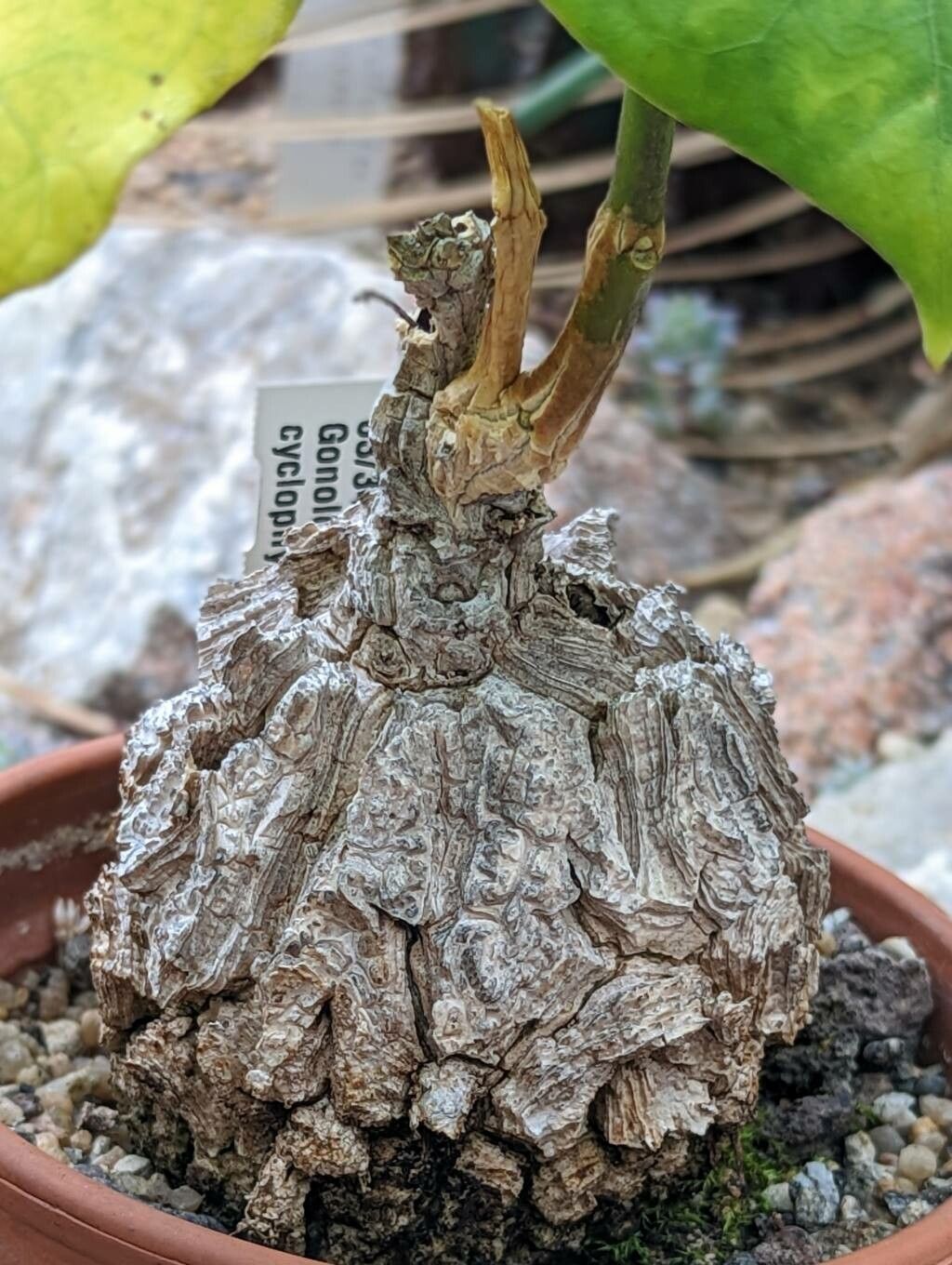 Matelea cyclophylla bark