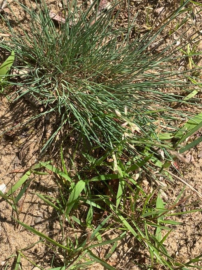Corynephorus canescens — search result for 'Poaceae'