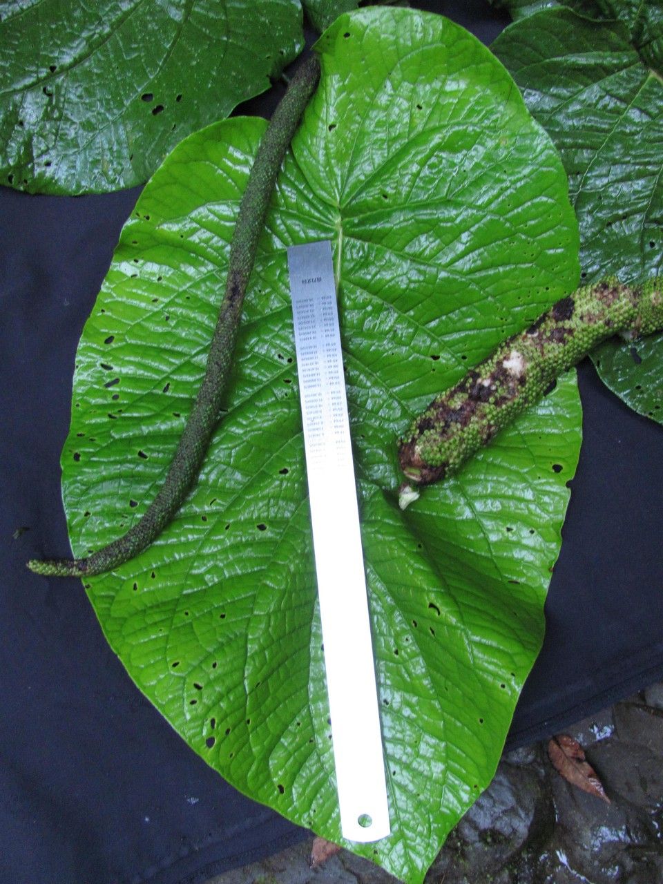 Piper clavuligerum leaf