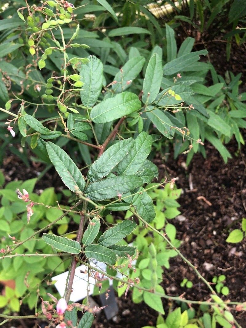 Orbexilum onobrychis — search result for 'Onobrychis'