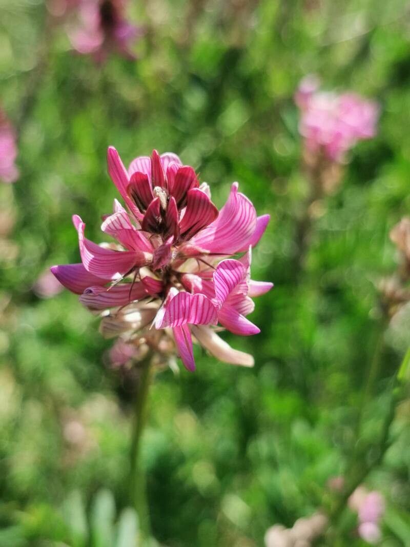 Astragalus glaux flower