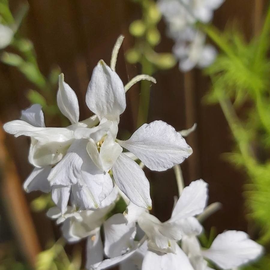 Delphinium gypsophilum — search result for 'Delphinium'