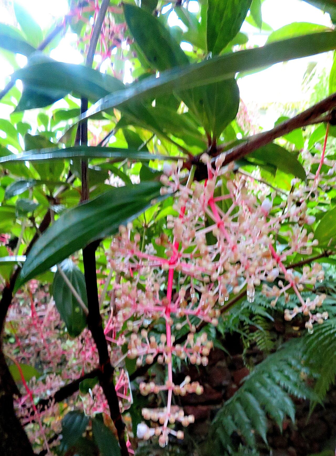 Medinilla pendula flower