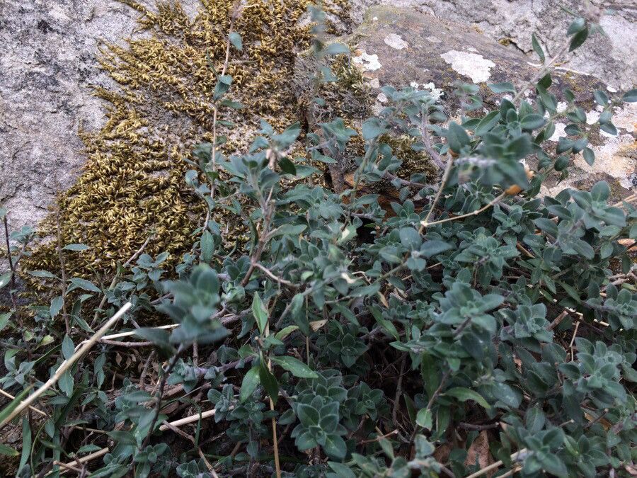 Ziziphora clinopodioides leaf