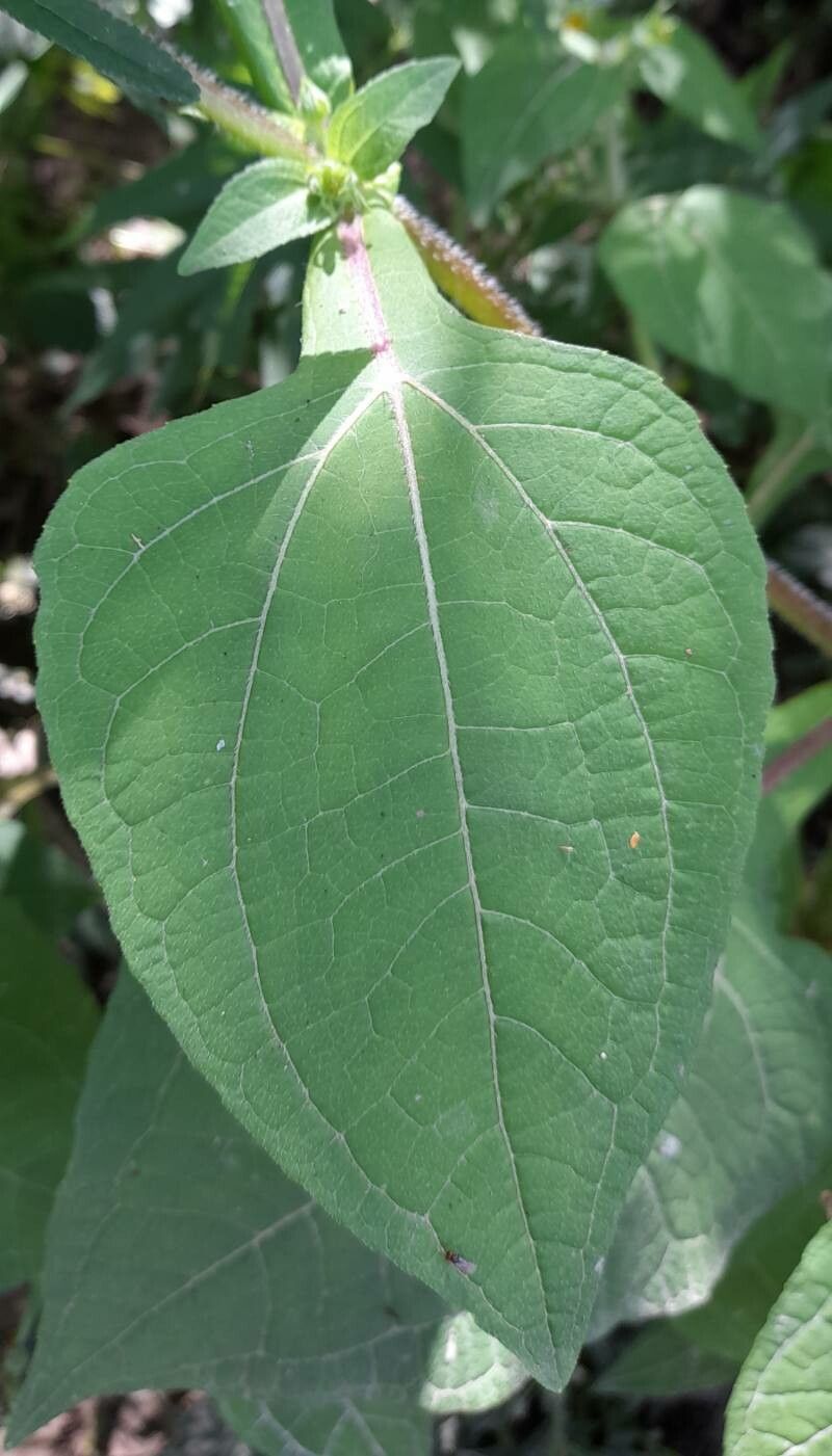 Sigesbeckia jorullensis — related species from the same genus