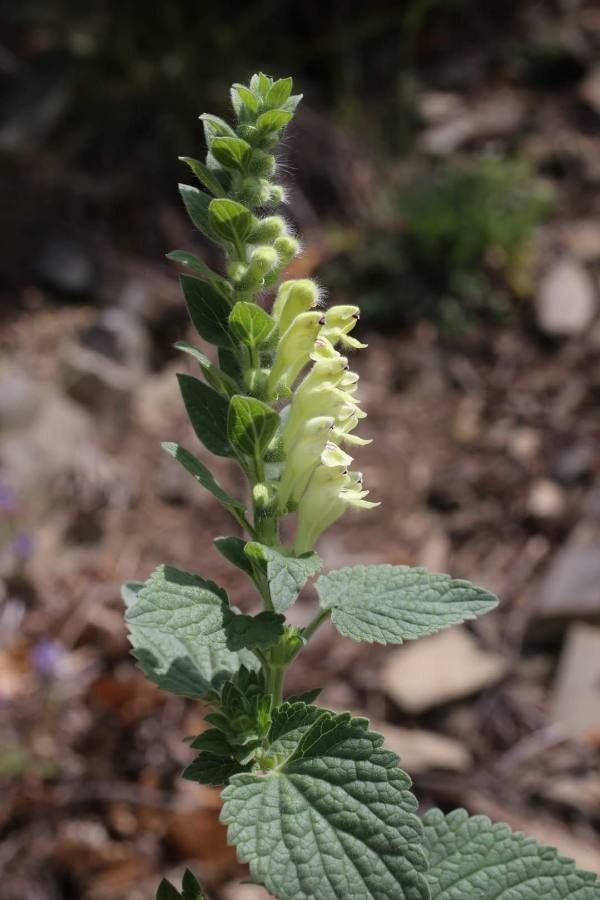 Scutellaria albida flower