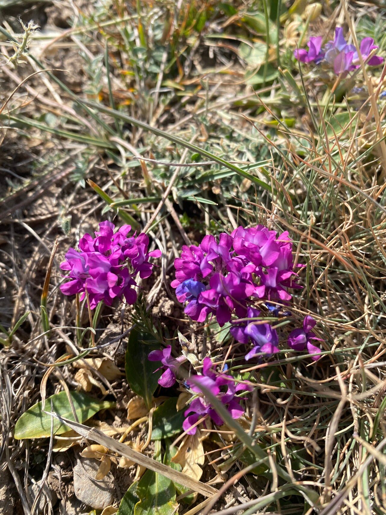 Oxytropis lambertii habit