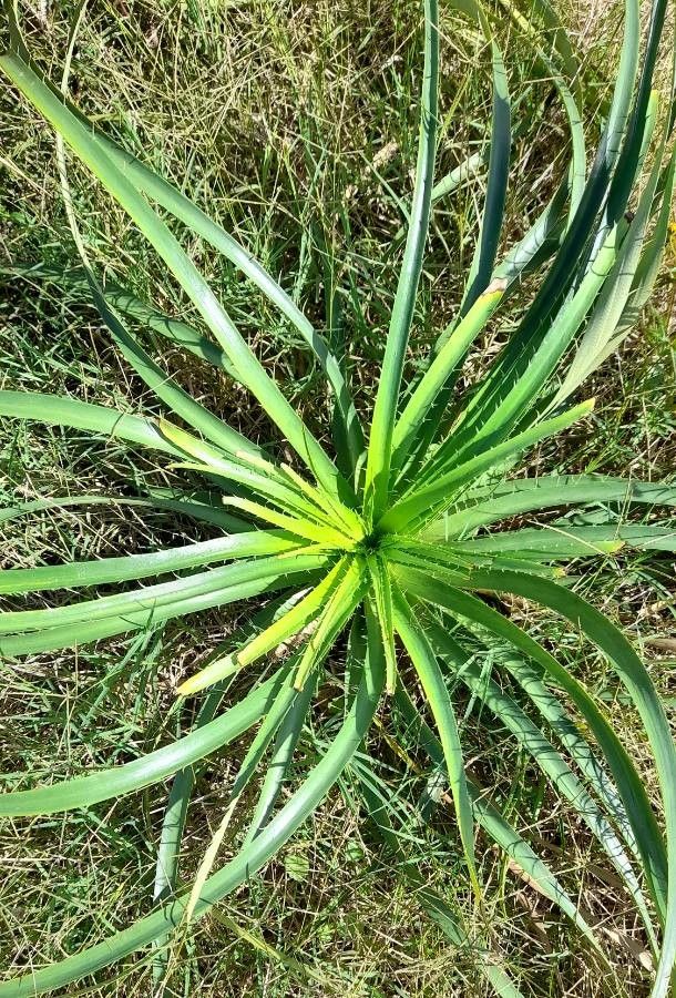 Eryngium horridum — search result for 'Eryngium'