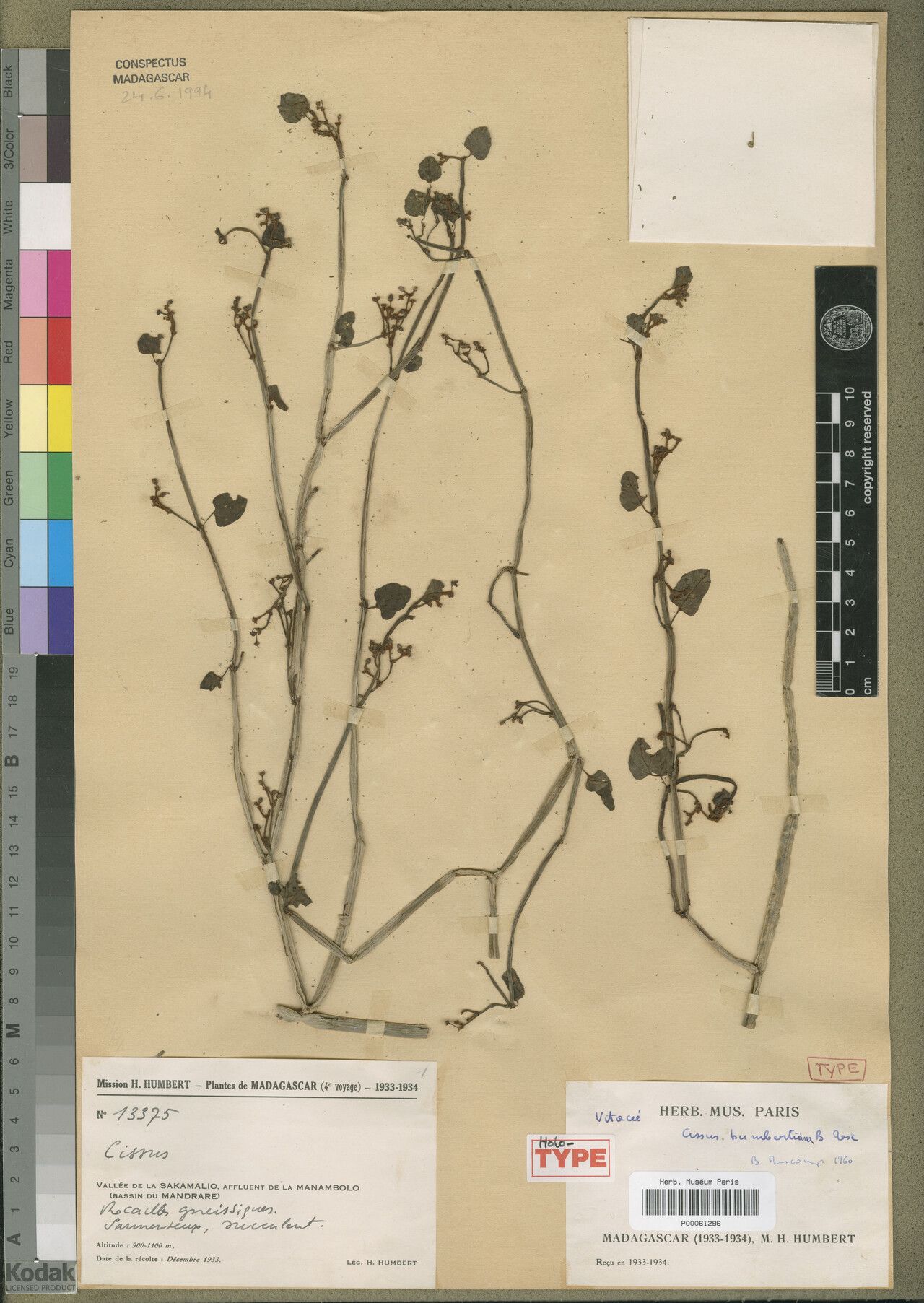 Cissus humbertiana — houseplant care guide