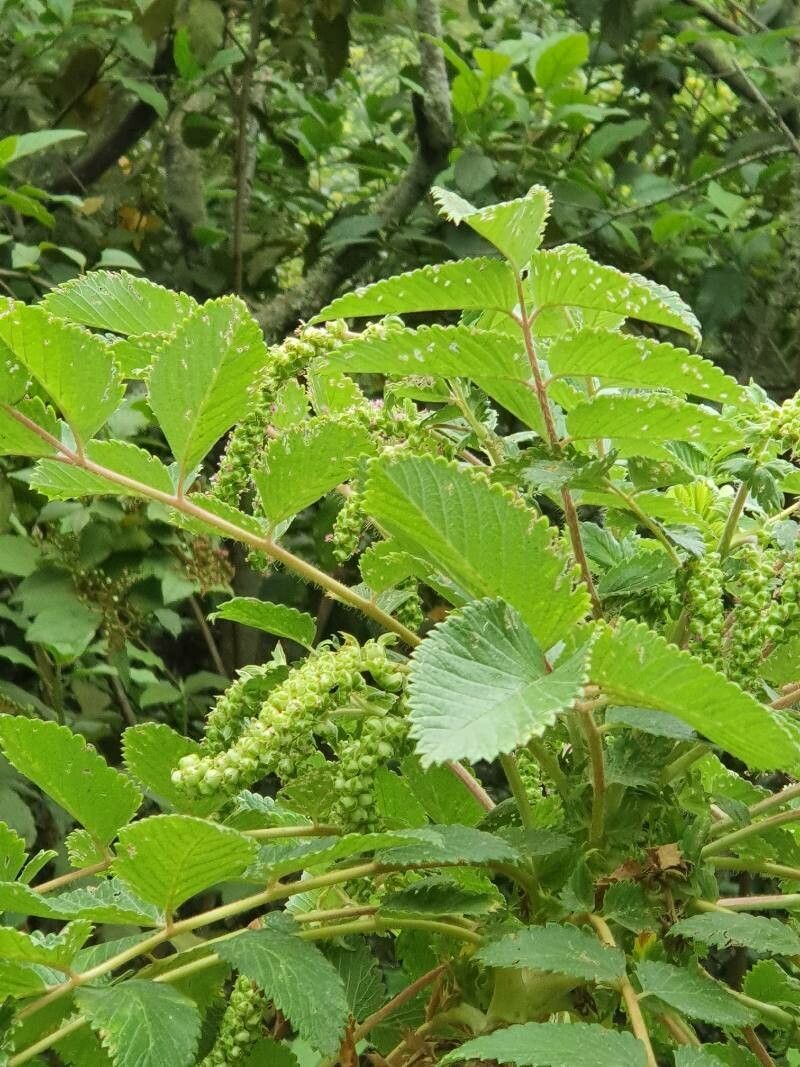 Stryphnodendron adstringens fruit