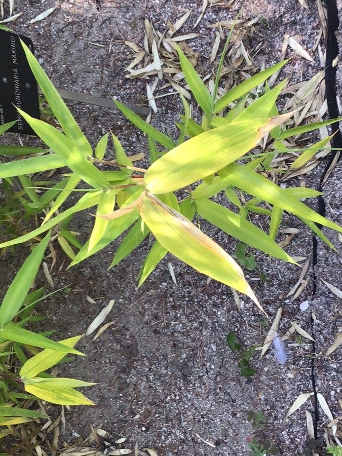 Semiarundinaria yashadake — related species from the same genus