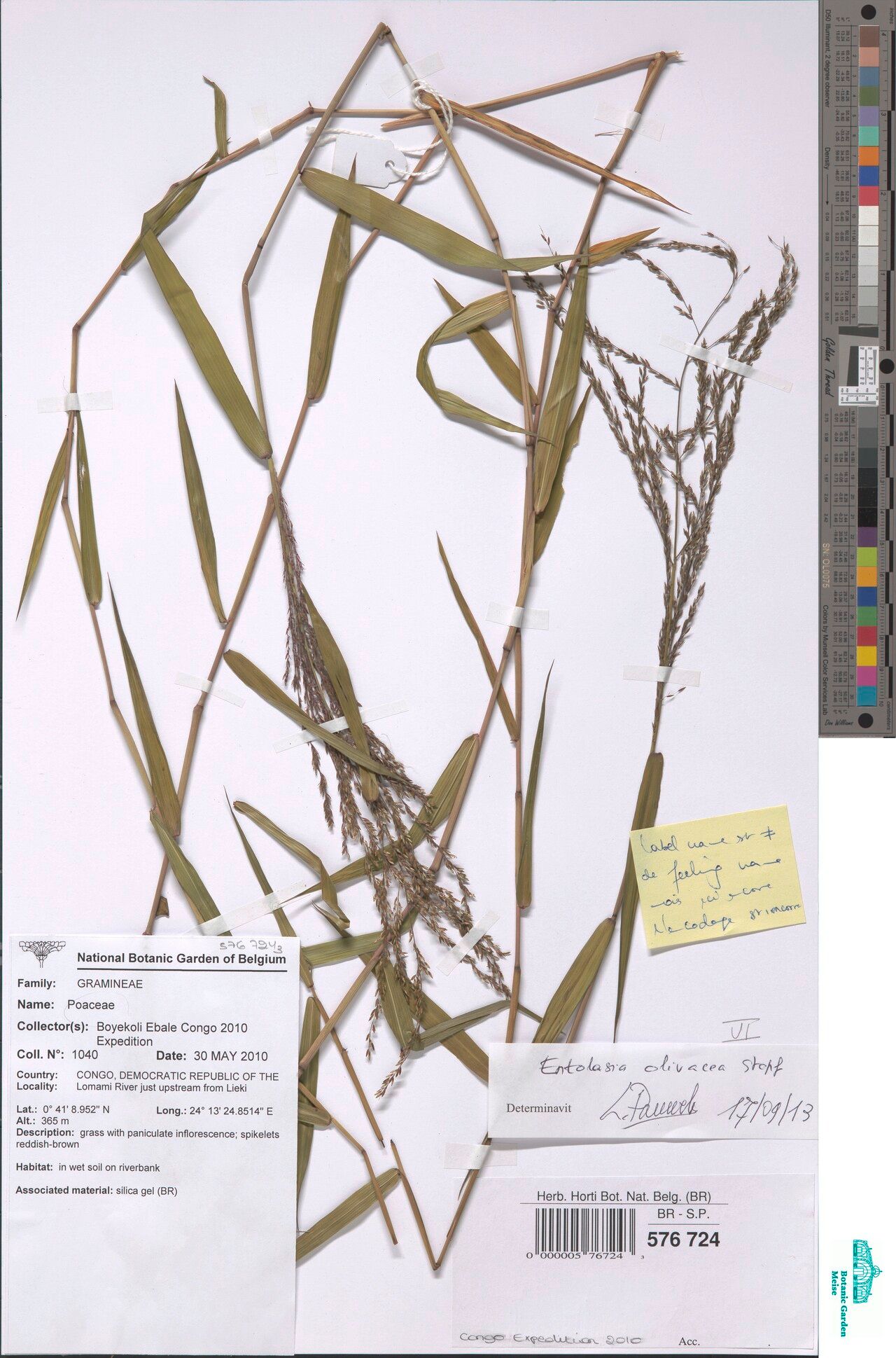 Entolasia olivacea — houseplant care guide