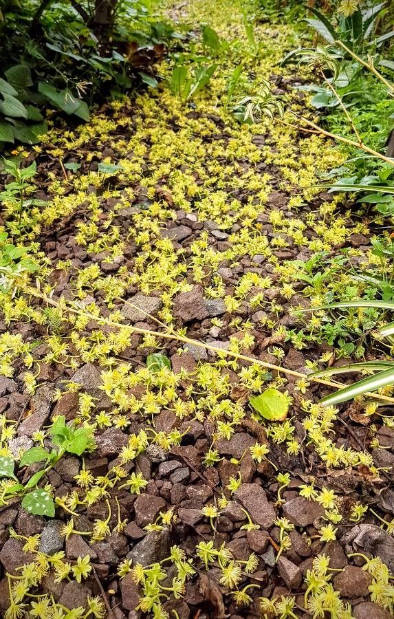 Dovyalis abyssinica flower