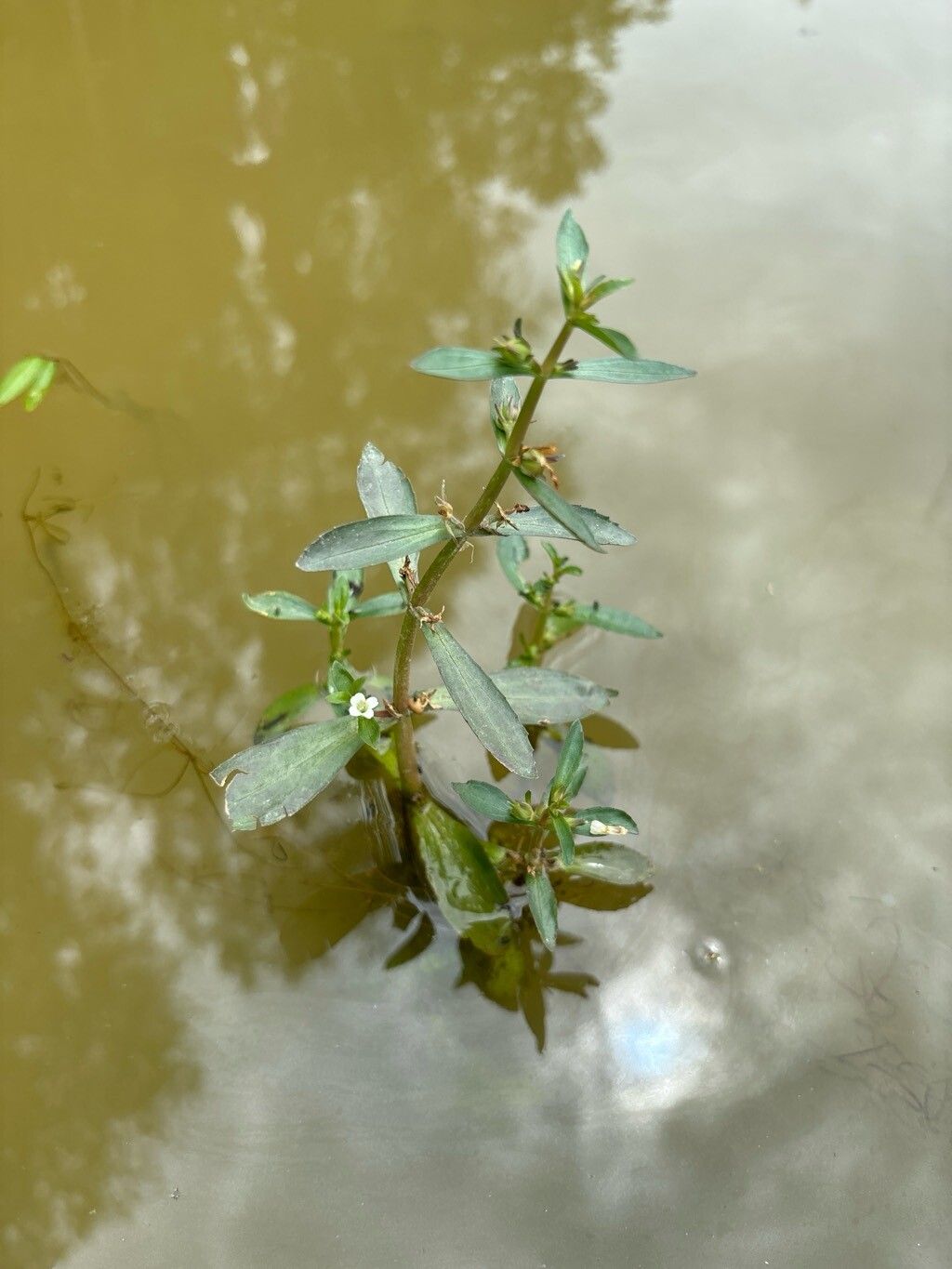 Gratiola virginiana leaf