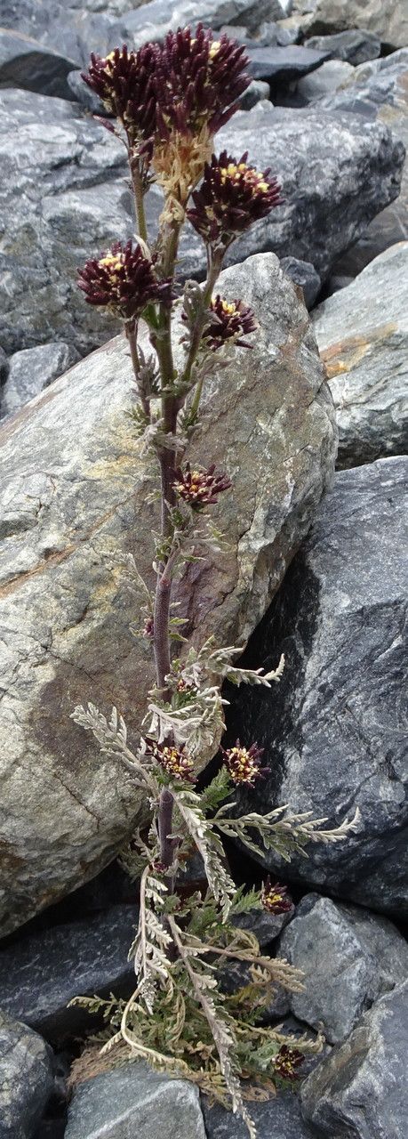 Descurainia athrocarpa habit