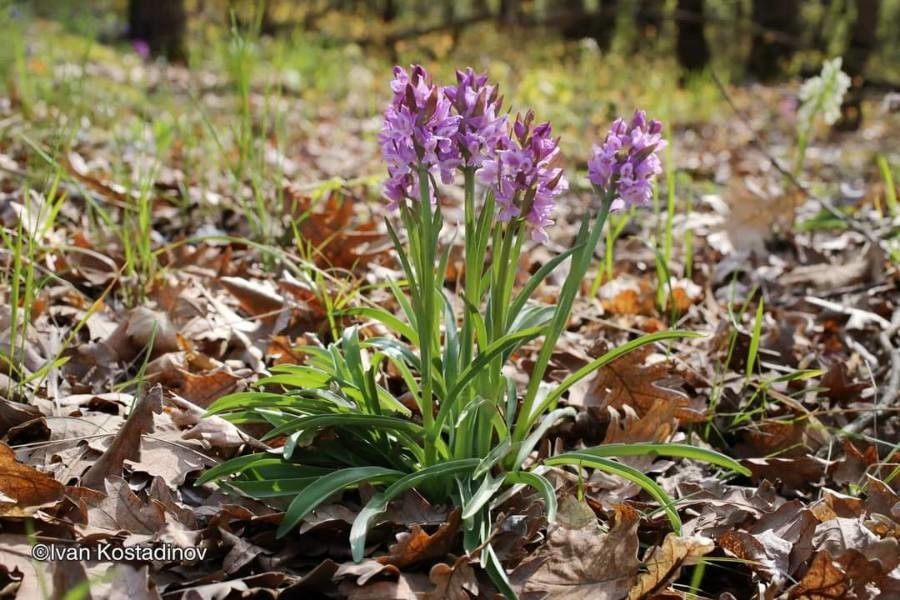Dactylorhiza romana — search result for 'Cyprus'