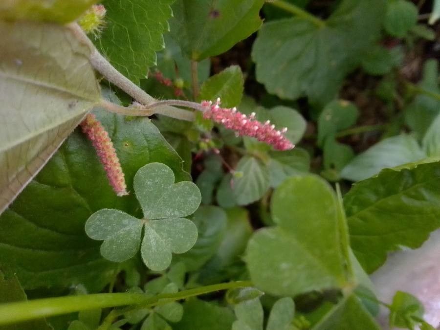 Acalypha monostachya flower