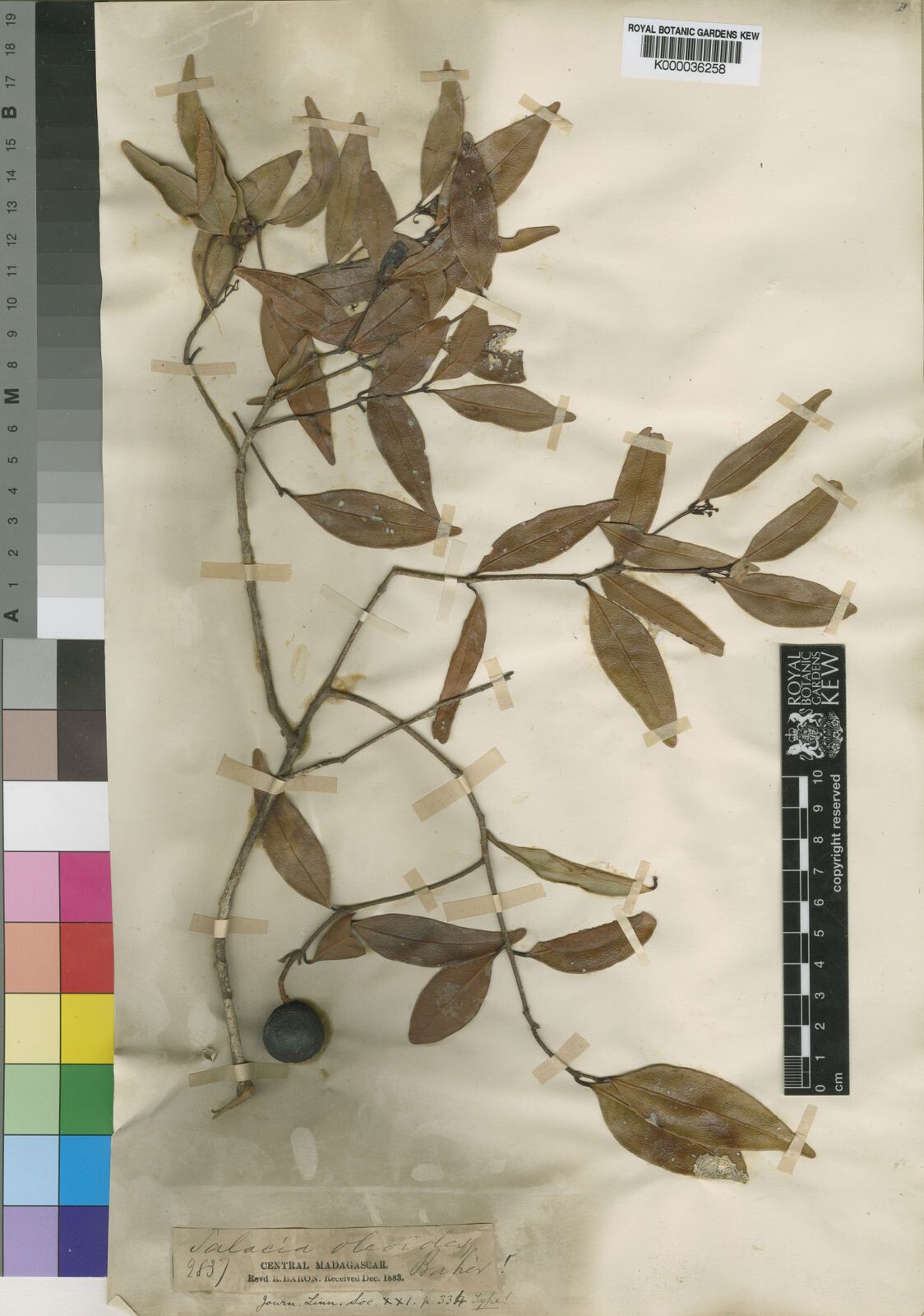 Salacia oleoides — houseplant care guide