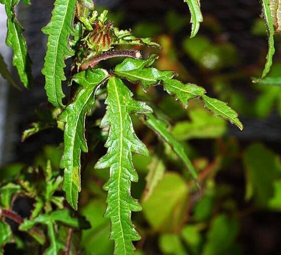 Hibiscus richardsonii — search result for 'Hibiscus'