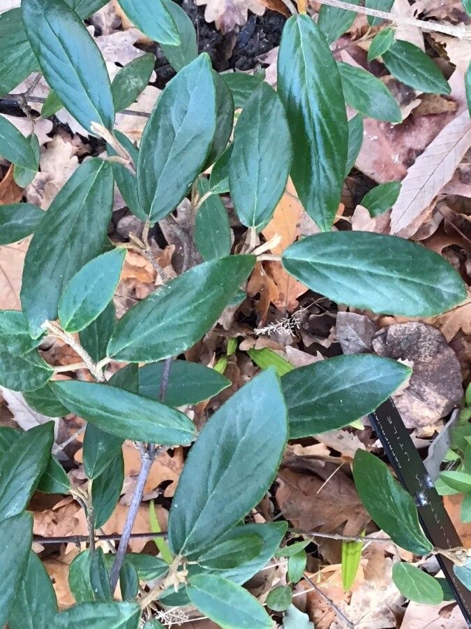 Viburnum utile — search result for 'Viburnaceae'