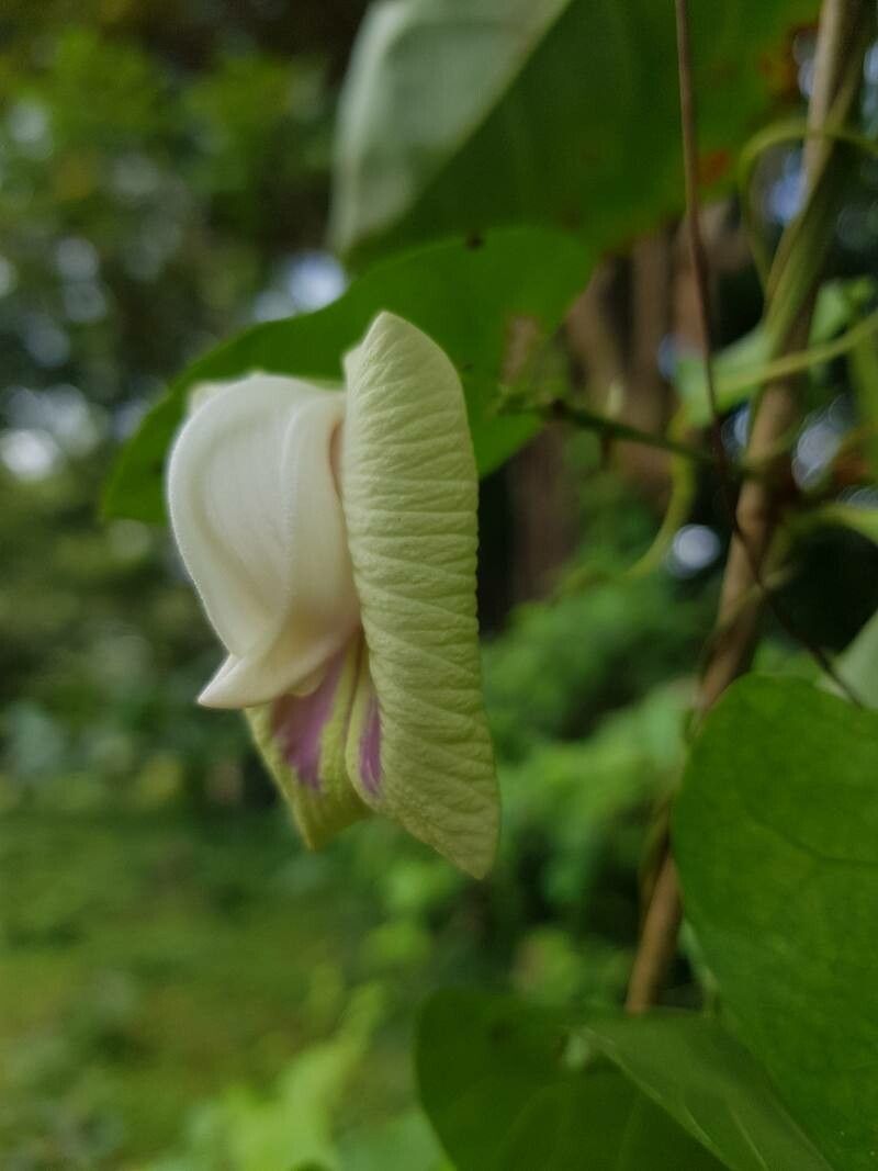 Centrosema sagittatum flower