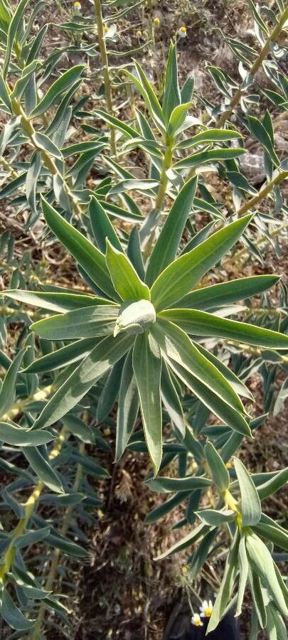 Euphorbia macroclada leaf