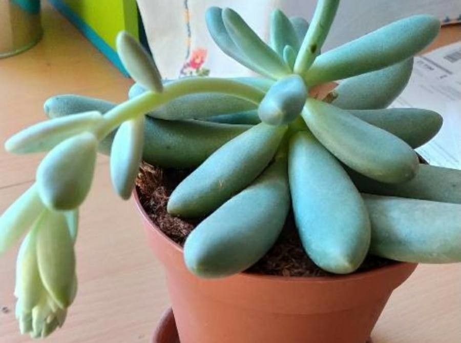 Graptopetalum amethystinum flower