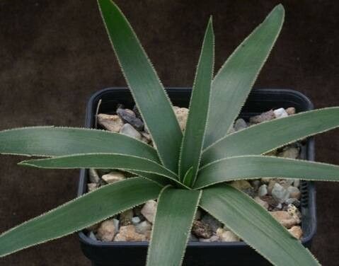 Albuca secunda — houseplant care guide