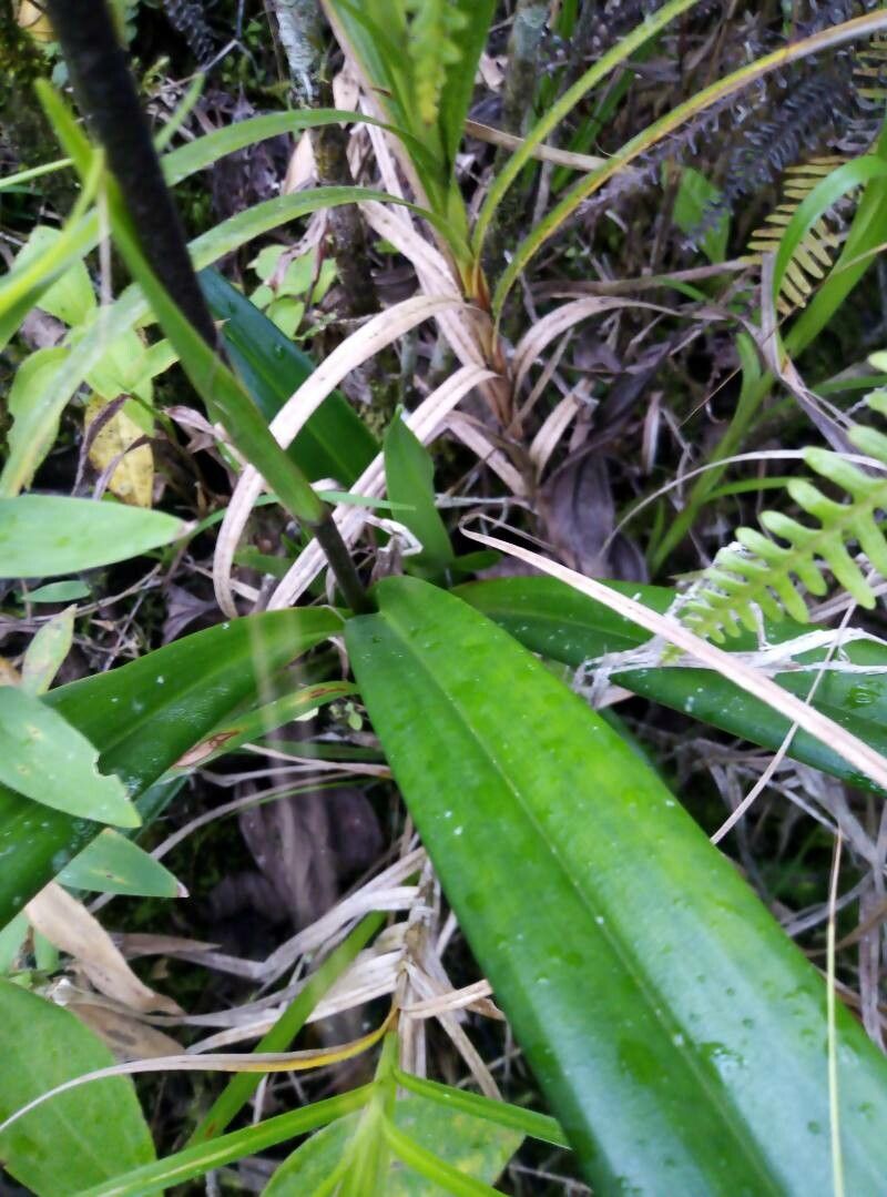 Phragmipedium longifolium — search result for 'Costa Rica'