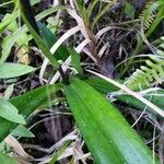 Phragmipedium longifolium