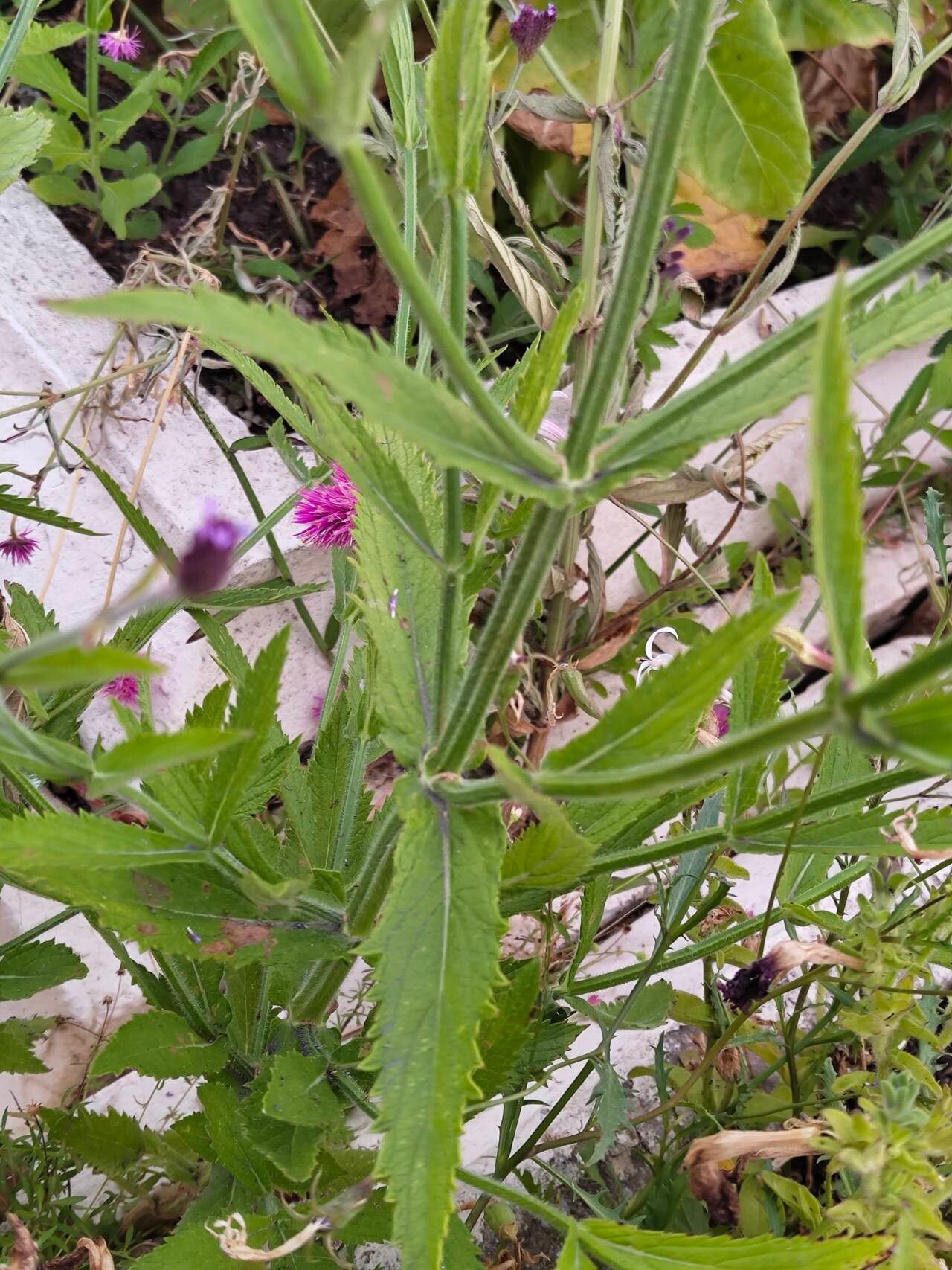 Verbena incompta — houseplant care guide