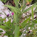 Verbena incompta