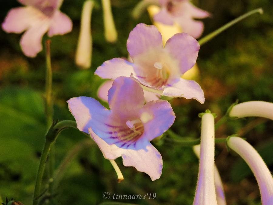 Penstemon linarioides flower