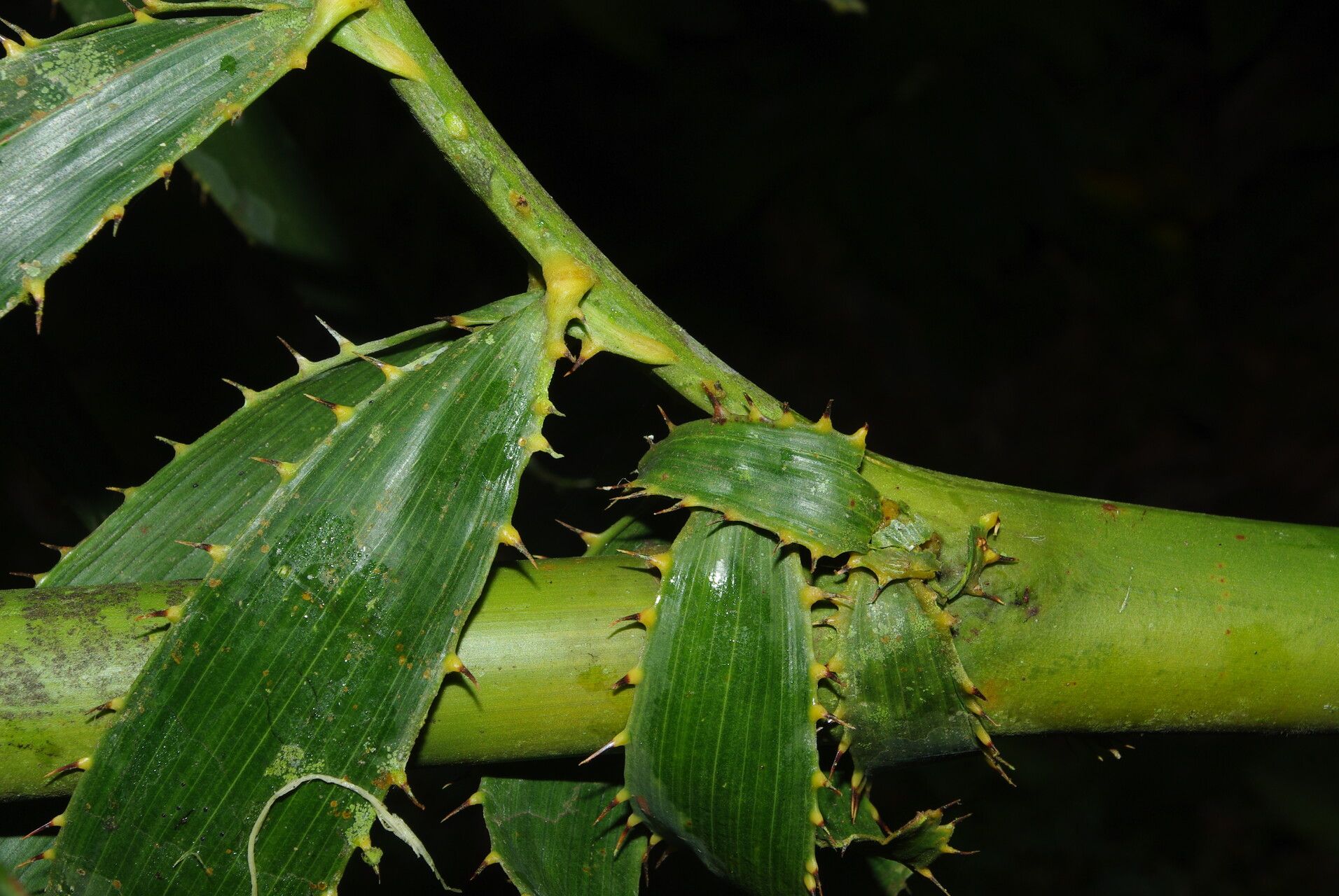 Eremospatha laurentii — houseplant care guide