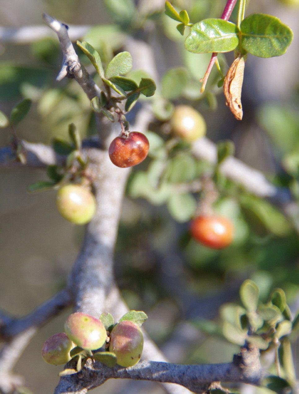 Searsia tripartita fruit