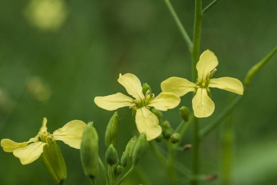 Rhamphospermum nigrum flower
