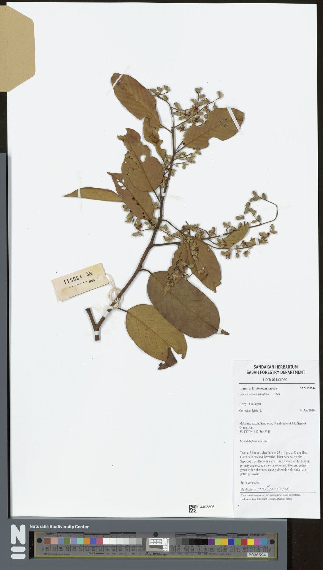 Shorea parvifolia — houseplant care guide