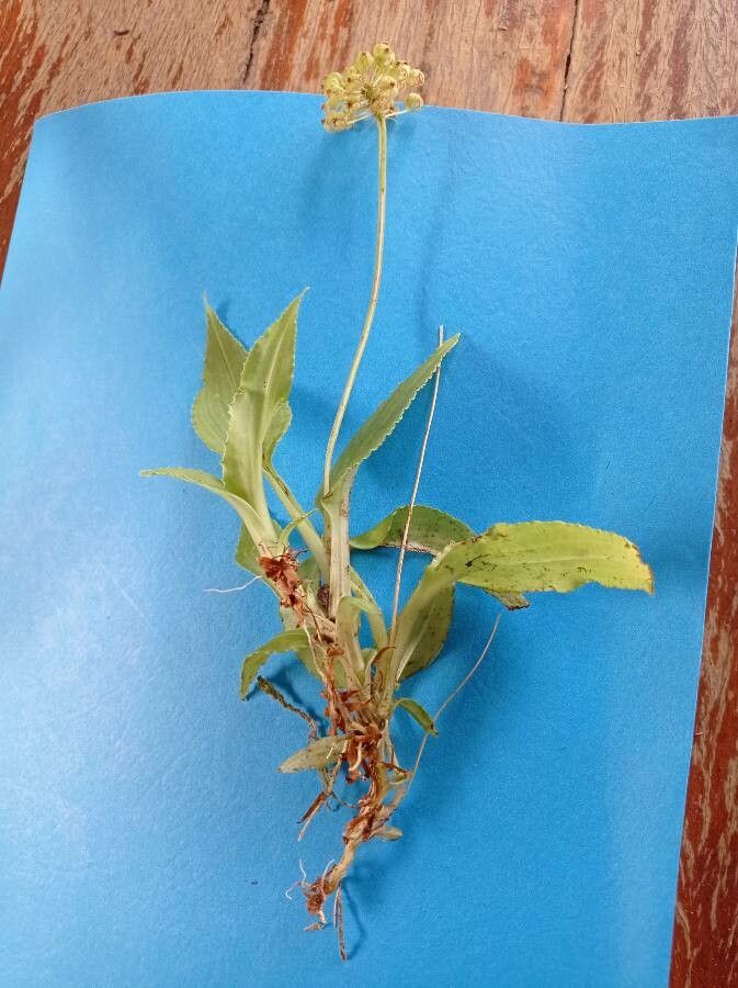 Malaxis crispifolia habit