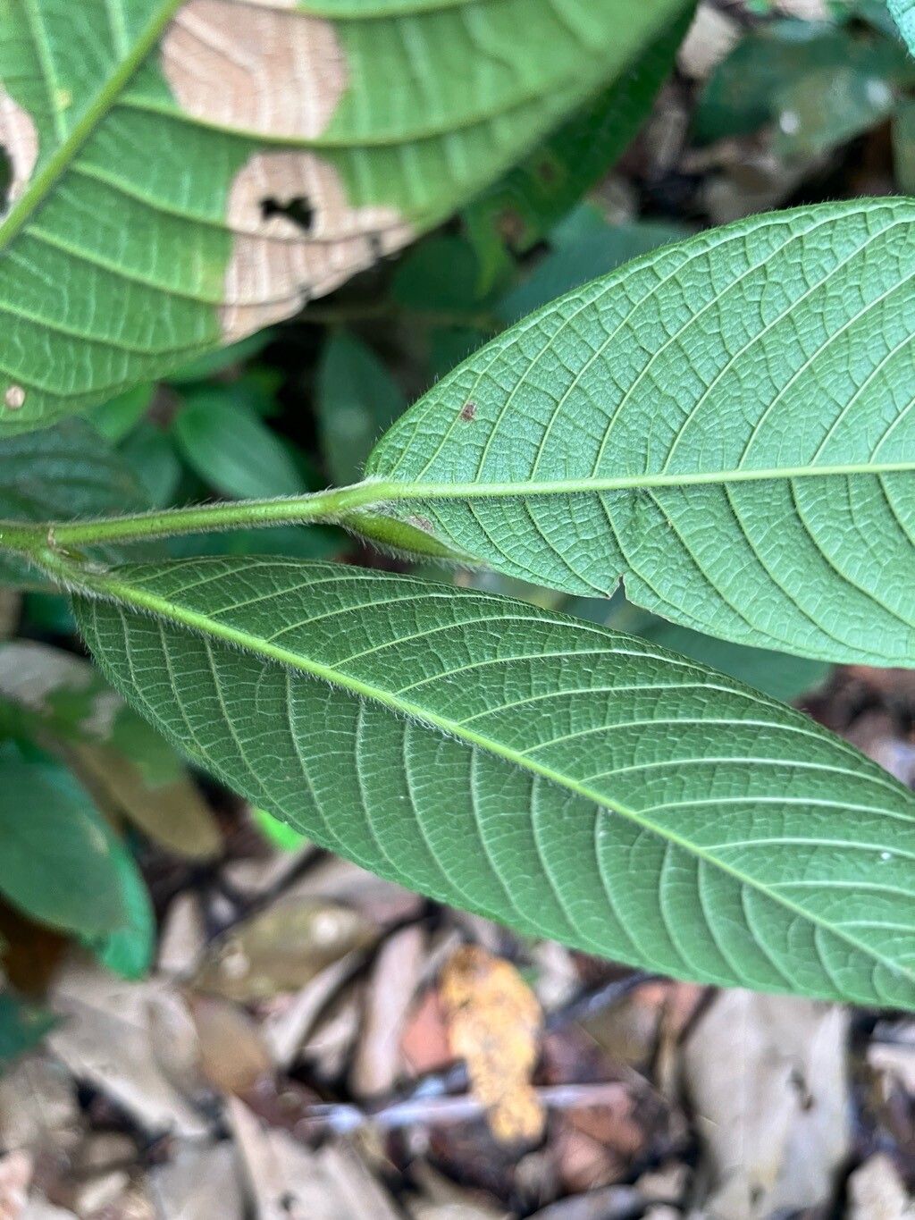 Gironniera nervosa leaf