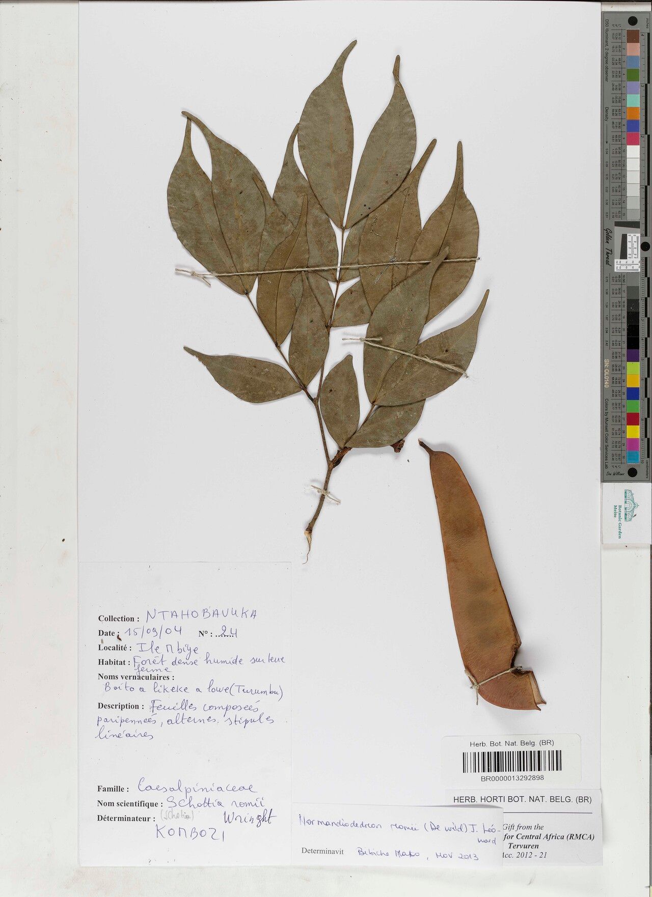 Leonardoxa romii — related species from the same genus