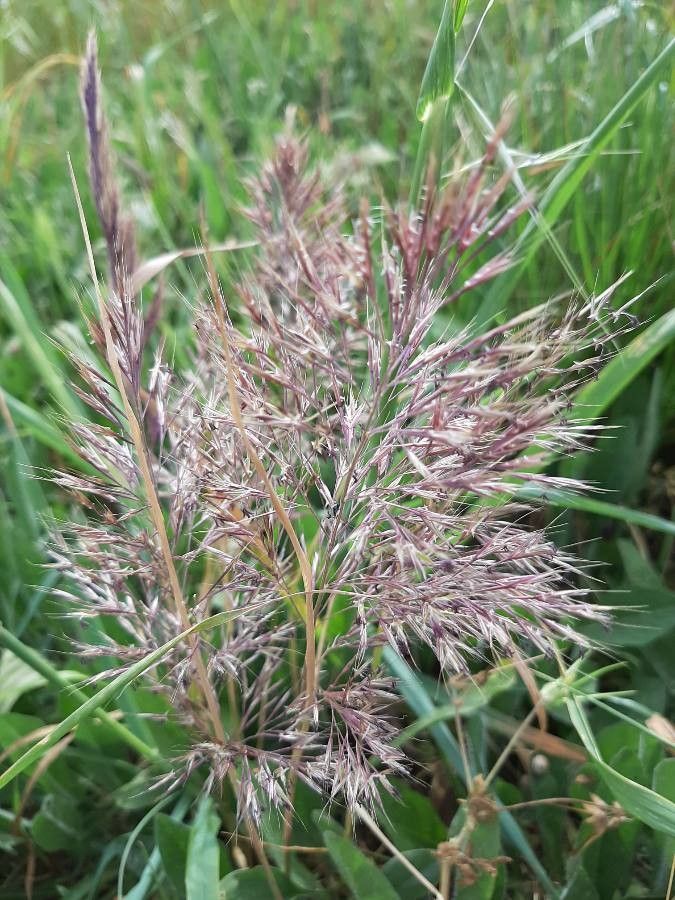 Vulpia ligustica flower